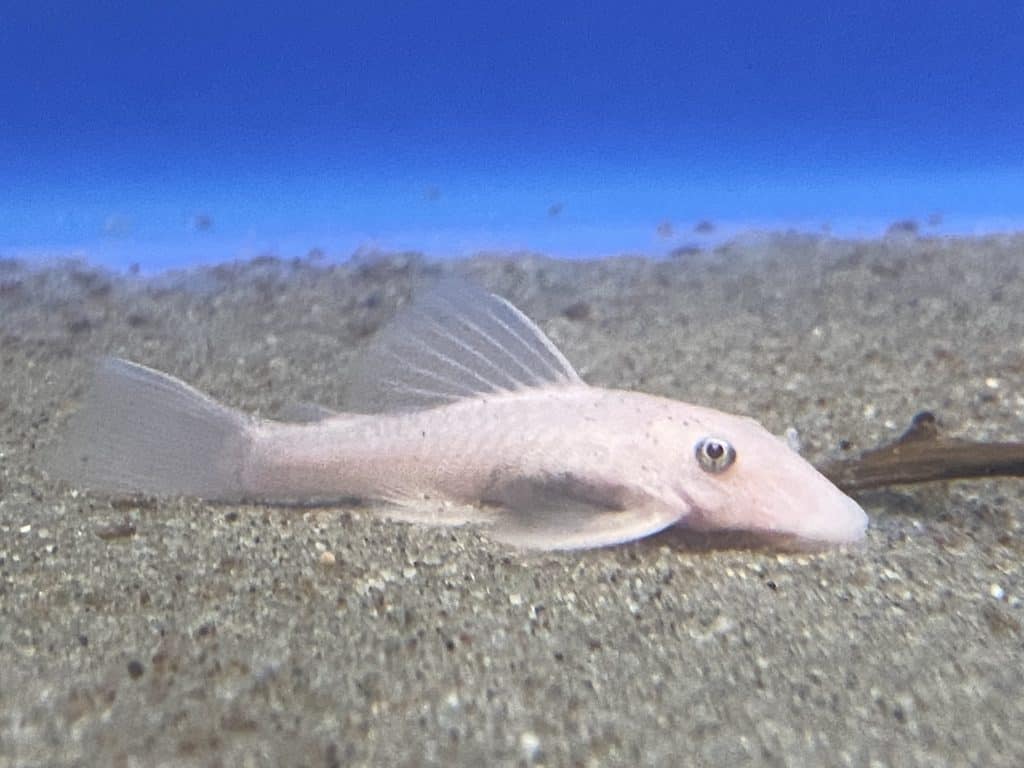 White pleco