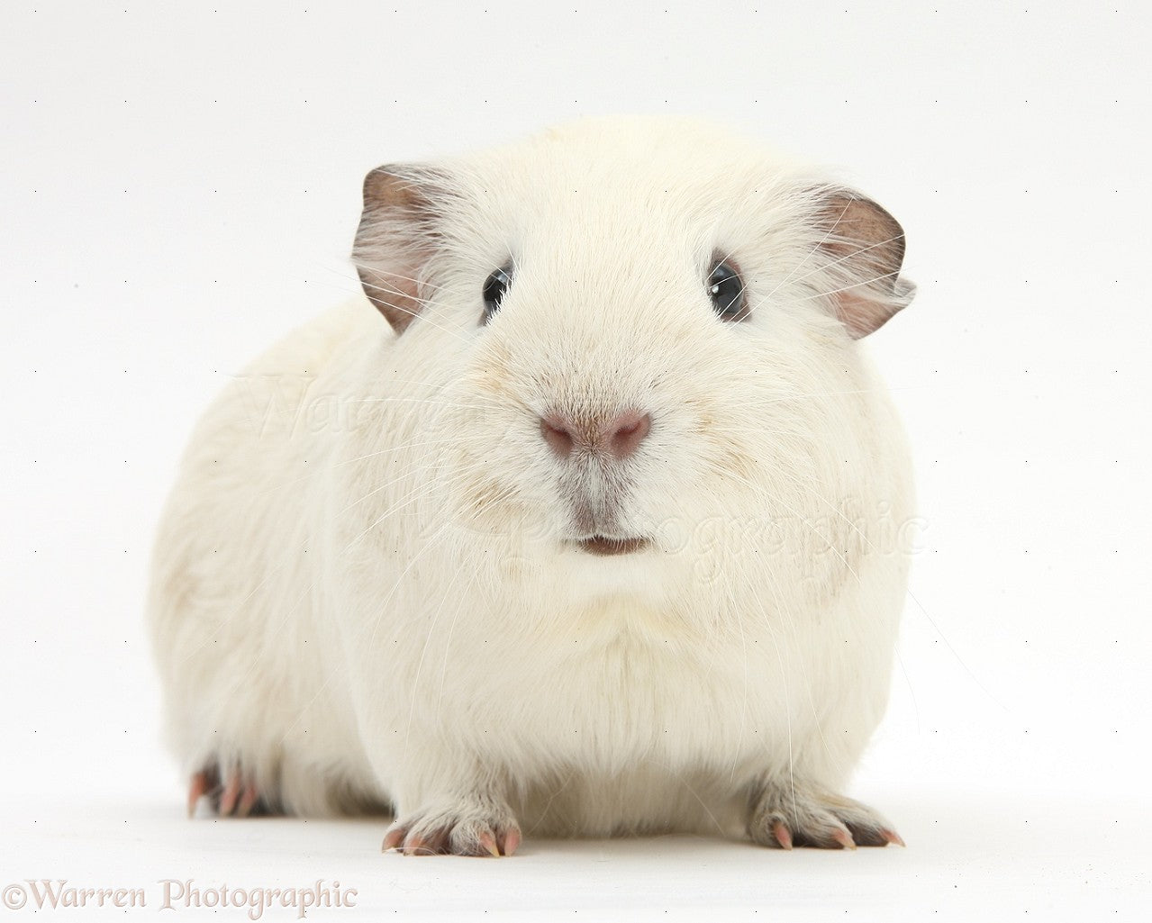 Guinea Pig