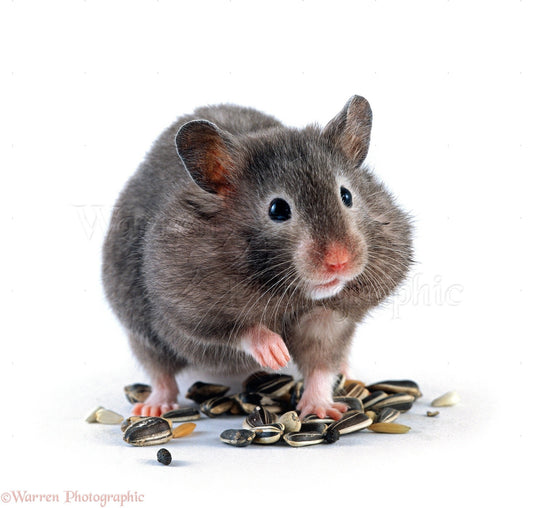 Hamster