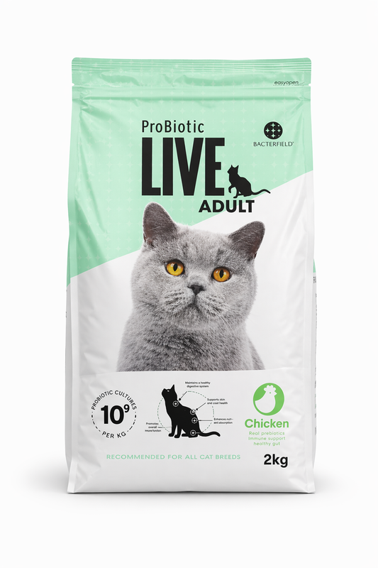 Live Adult Chicken for cats