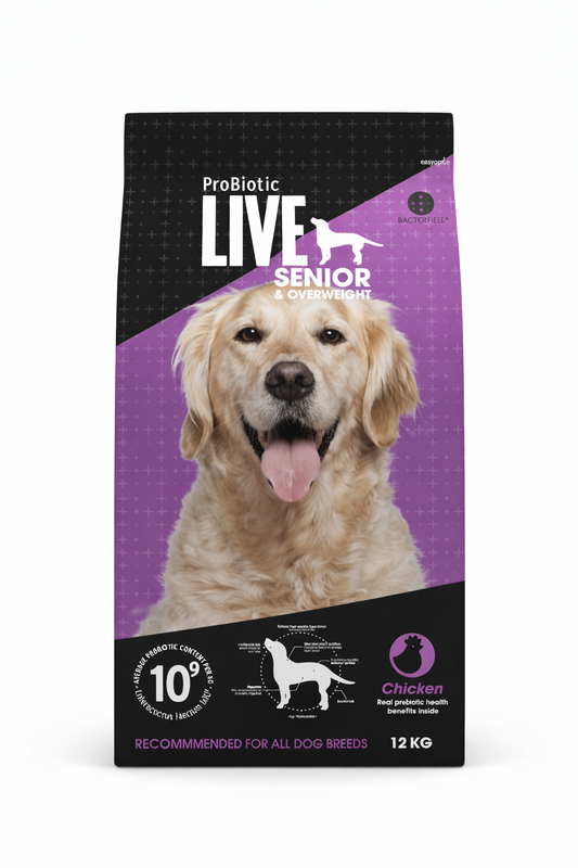 Live Adult senior & over weight Chicken