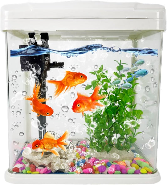Goldfish Big