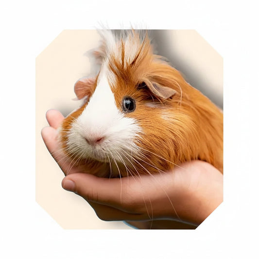 Guinea Pig