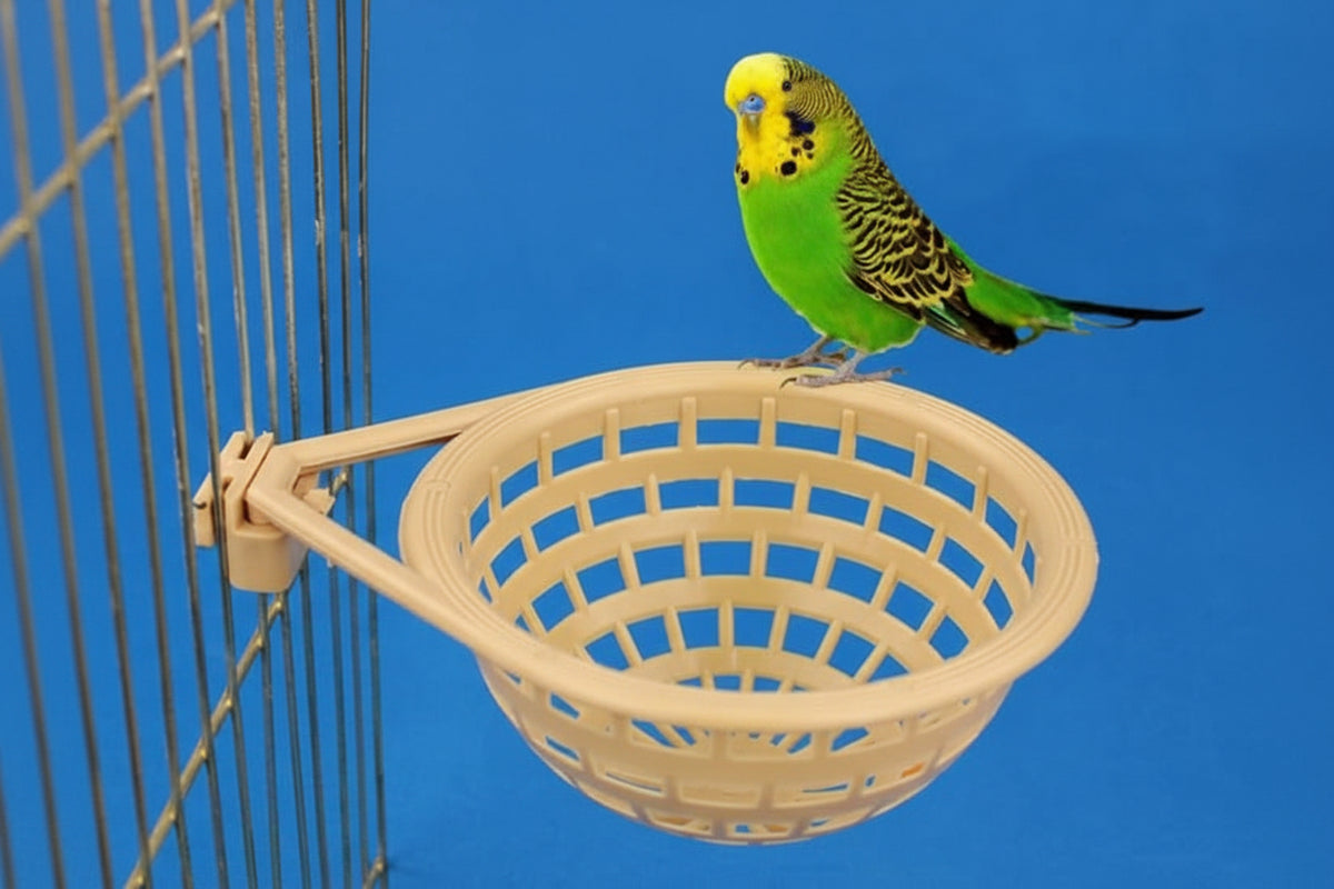Nest for Bird