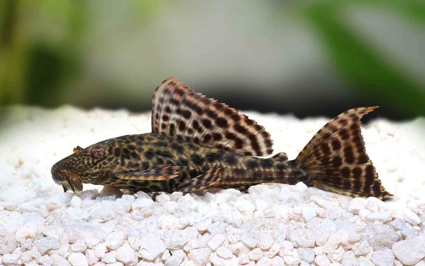 Pleco Fish