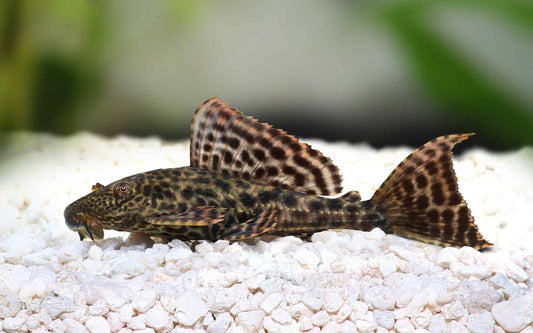 Pleco Fish