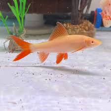 Rainbow Shark